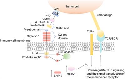 Molecular Mechanism of Tumor Cell Immune Escape Mediated by CD24/Siglec-10